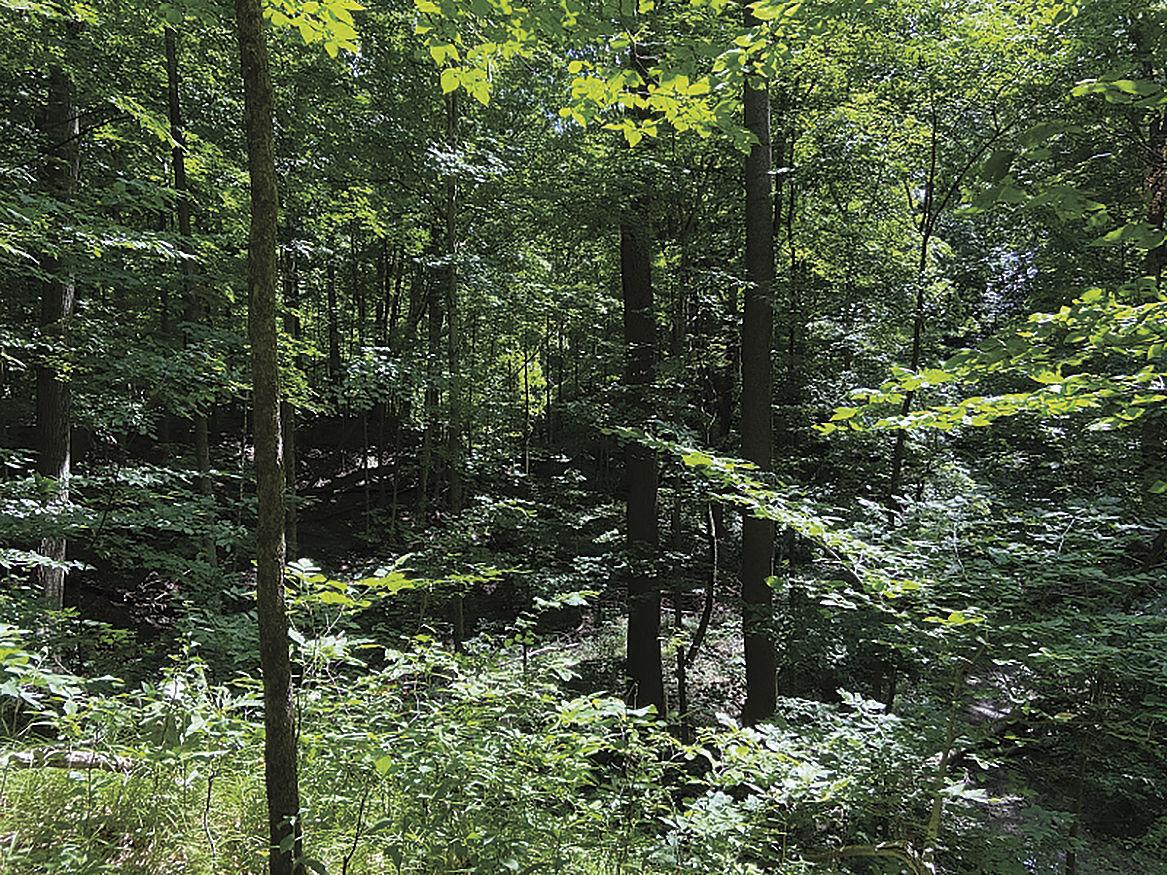 Sugarwood Forest secured as preserve next to Warren Woods State Park