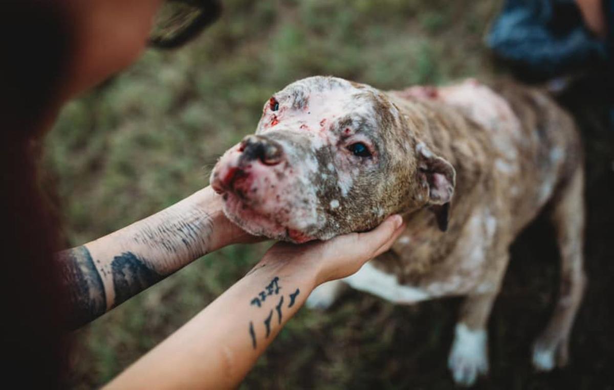 marley the pit bull is gone but his