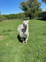 Paws for Humanity looking to build indoor arena