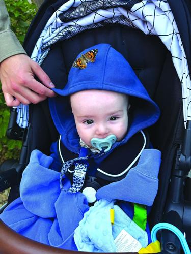 10 15 Butterflies 1 baby.jpg | | harborcountry-news.com