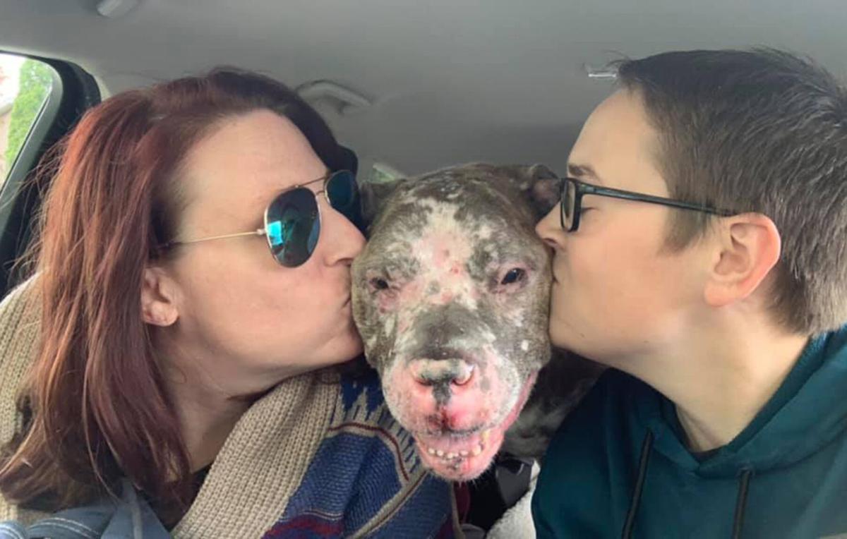 marley the pit bull is gone but his