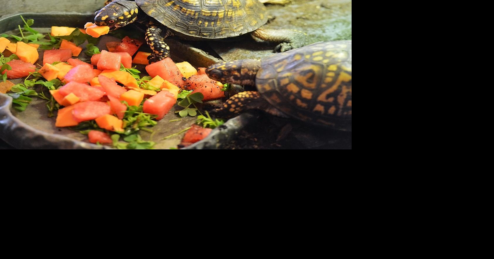 Sarett Nature Center research focuses on box turtle population