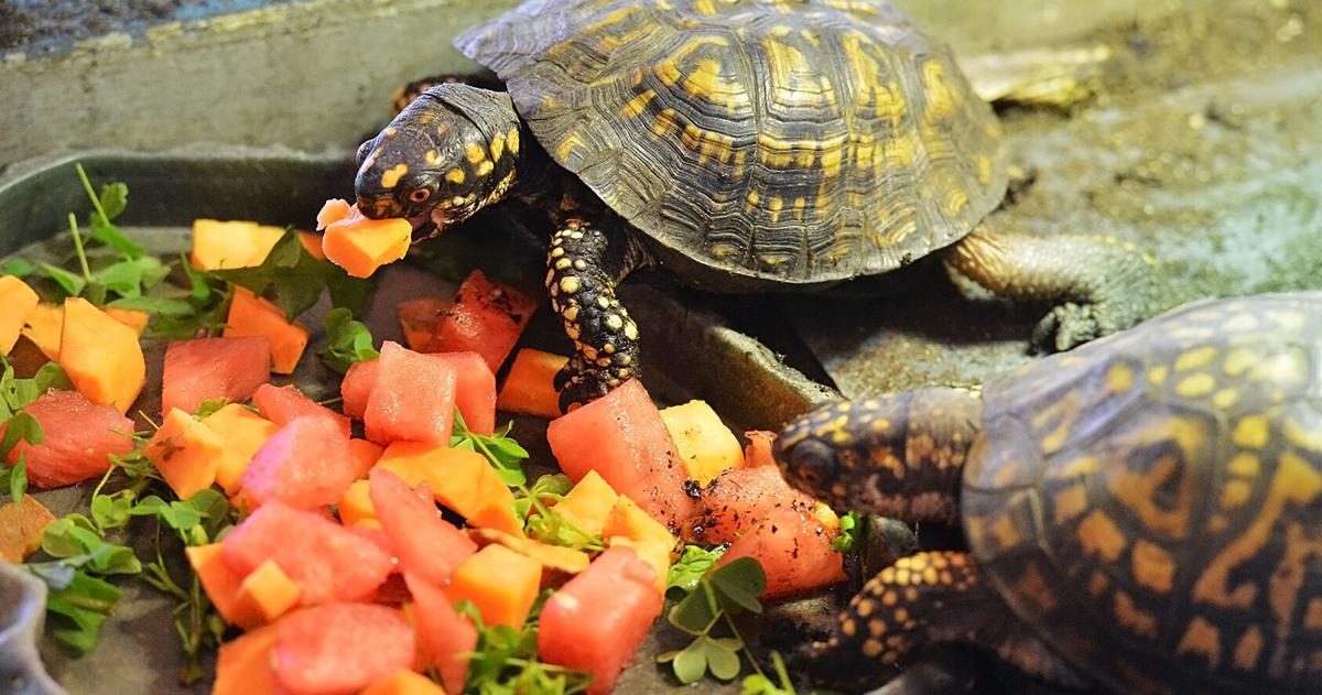 Sarett Nature Center research focuses on box turtle population