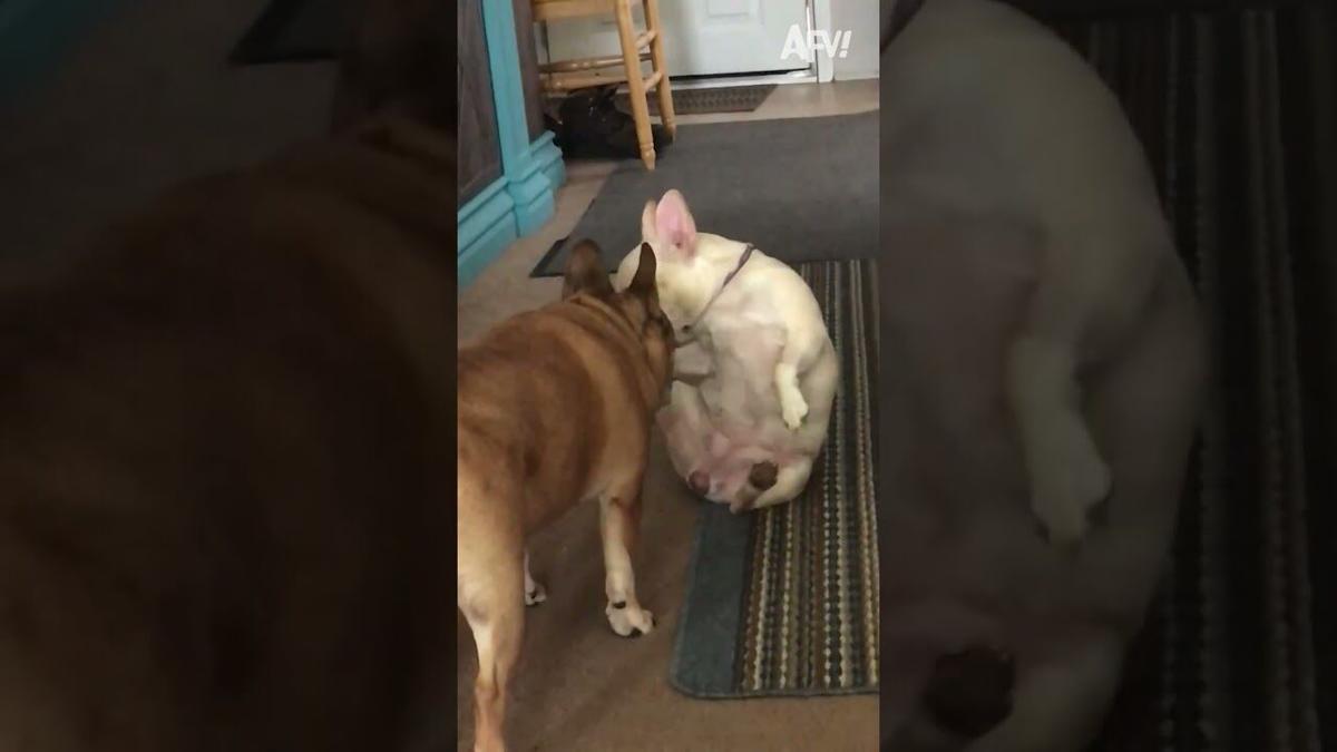 What Is Going On Inside Their Head?! 🤣 🐶 #pets #funny #cat #dog#funnyshorts #afv #funny #fails | What Is Going On Inside Their Head?! 🤣 🐶 #pets #funny #cat #dog#funnyshorts #afv #funny #fails |
