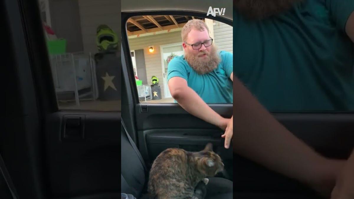 The Game Of Paws, Claws, and Balls Just Got BETTER!! 🐱 🤣 #funny #dogs #pets #funnycats #afv #shorts | The Game Of Paws, Claws, and Balls Just Got BETTER!! 🐱 🤣 #funny #dogs #pets #funnycats #afv #shorts |
