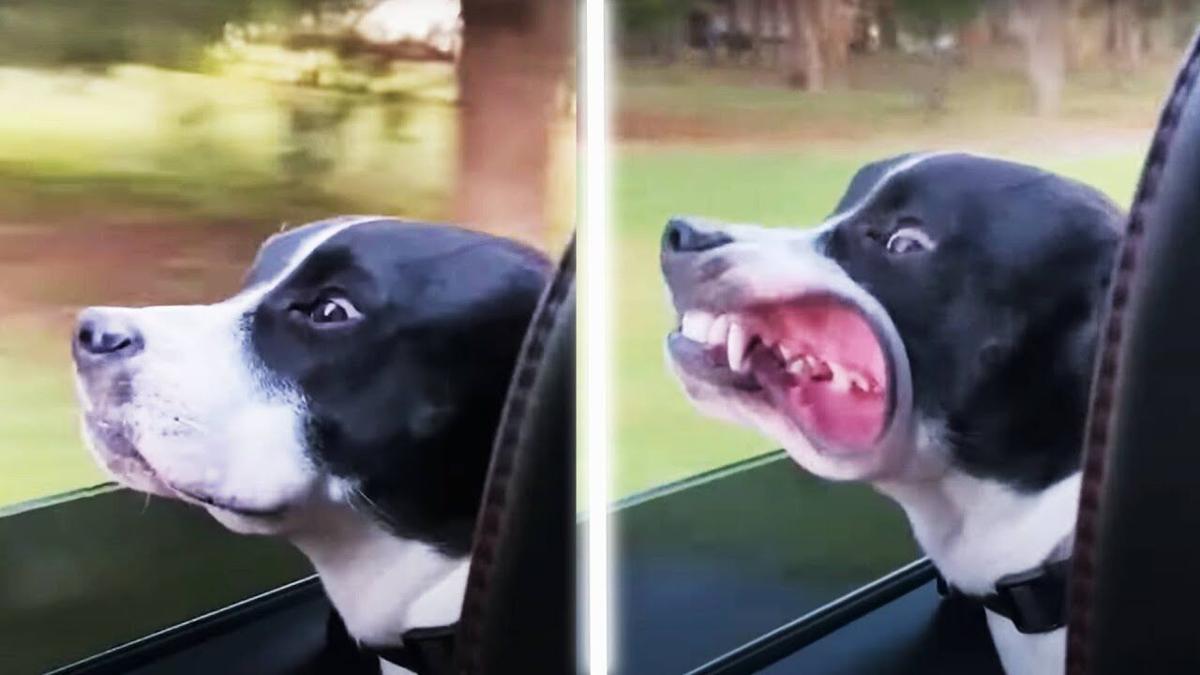 These Funny Cats And Dogs Will Make Your Day!! AFV 2022 | | These Funny Cats And Dogs Will Make Your Day!! AFV 2022 | |