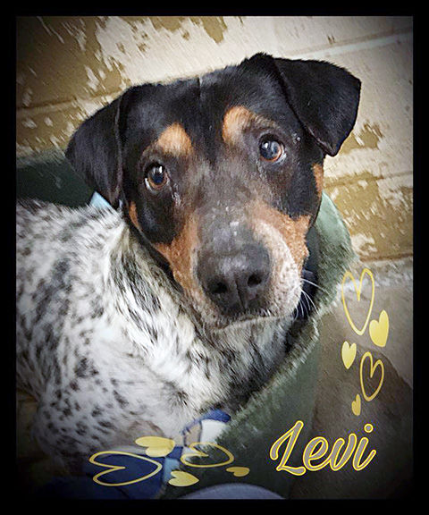 Pet of the Week