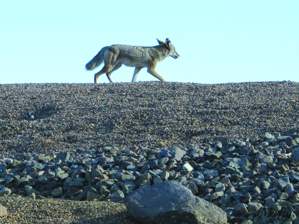 Photos Wildlife in Lake Havasu City Galleries