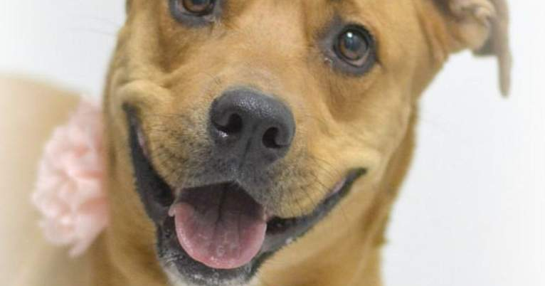 Read MoreAdopt a pet from Western Arizona Humane Society
