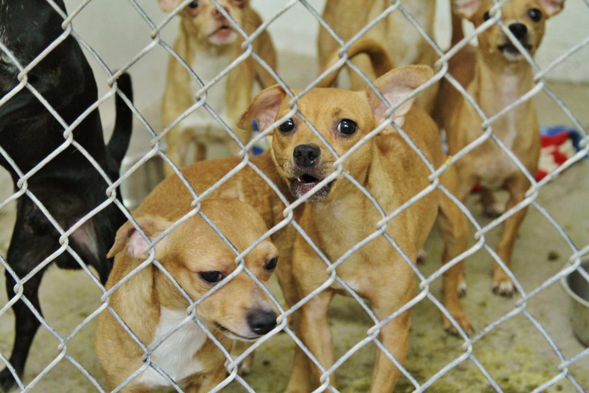 Charged With Chihuahuas 16 Dogs Left At Havasu Shelter Overnight Local News Stories Havasunews Com