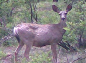 AZGFD Offers Reward For Mule Deer Poaching Information | Local News ...