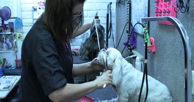 County could end health inspections for dog grooming businesses | Local ...
