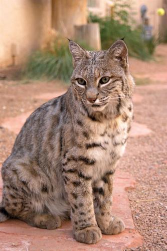 Bobcats increasingly showing up in backyards over past couple months, Local News Stories