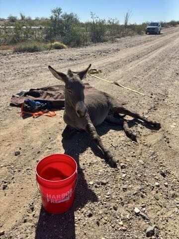 Burro trapped in cattle guard near I-40 rescued by Mohave County team ...