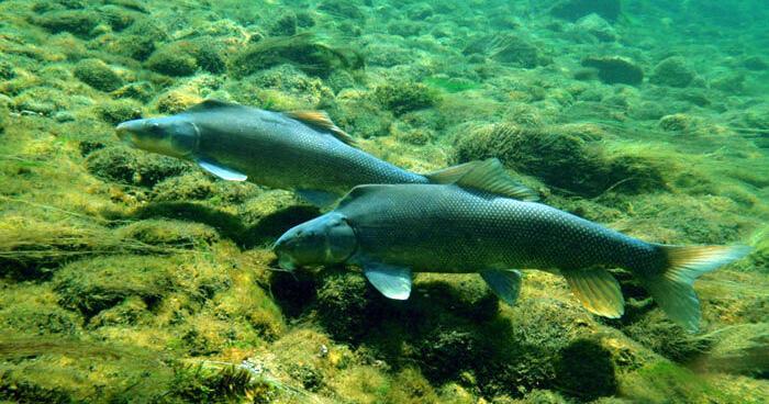 Read MoreFeds downlist razorback sucker, one of Colorado River's native fish