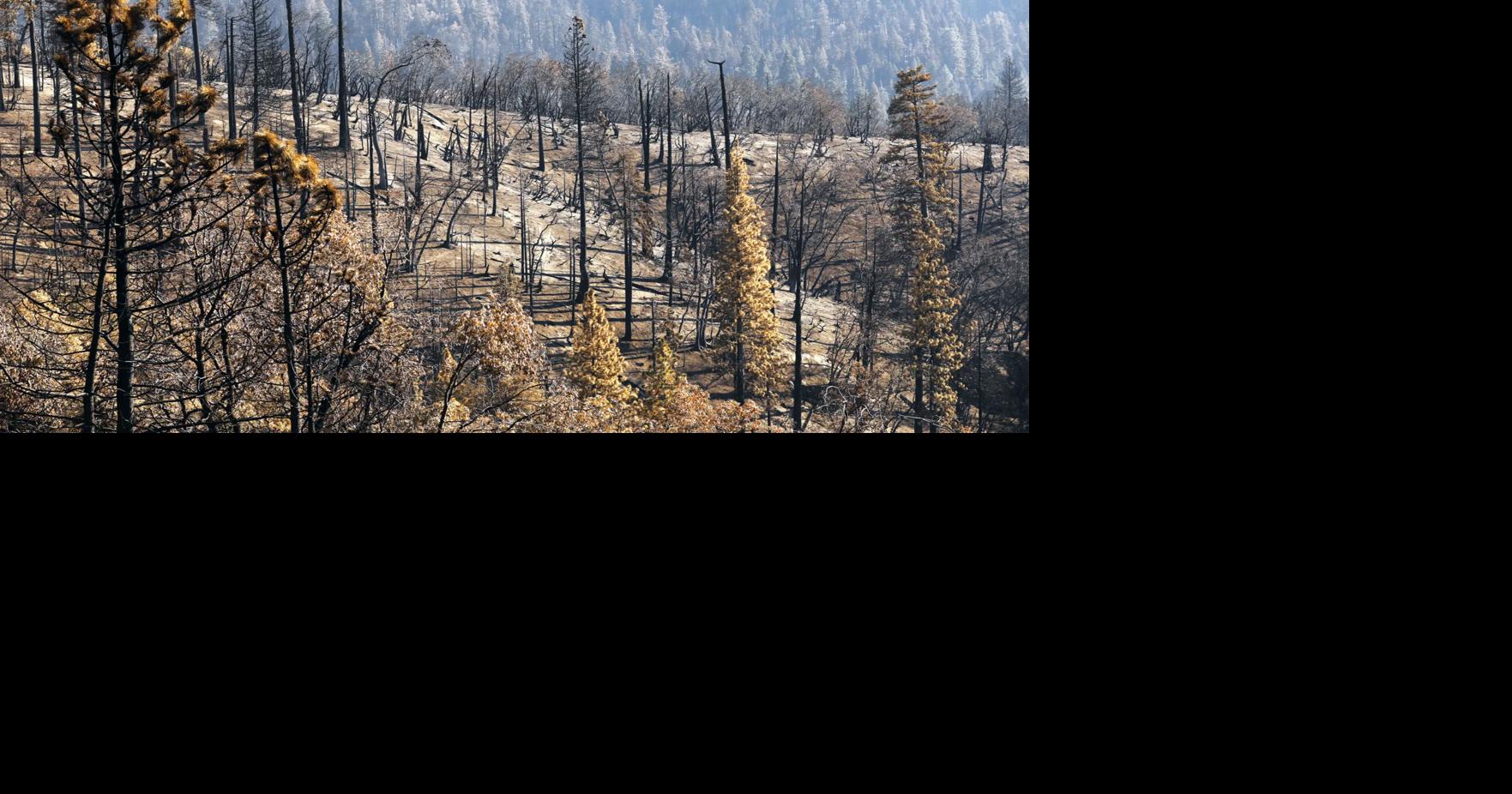 Where are the West's dead trees going? A forest advocate turned ...