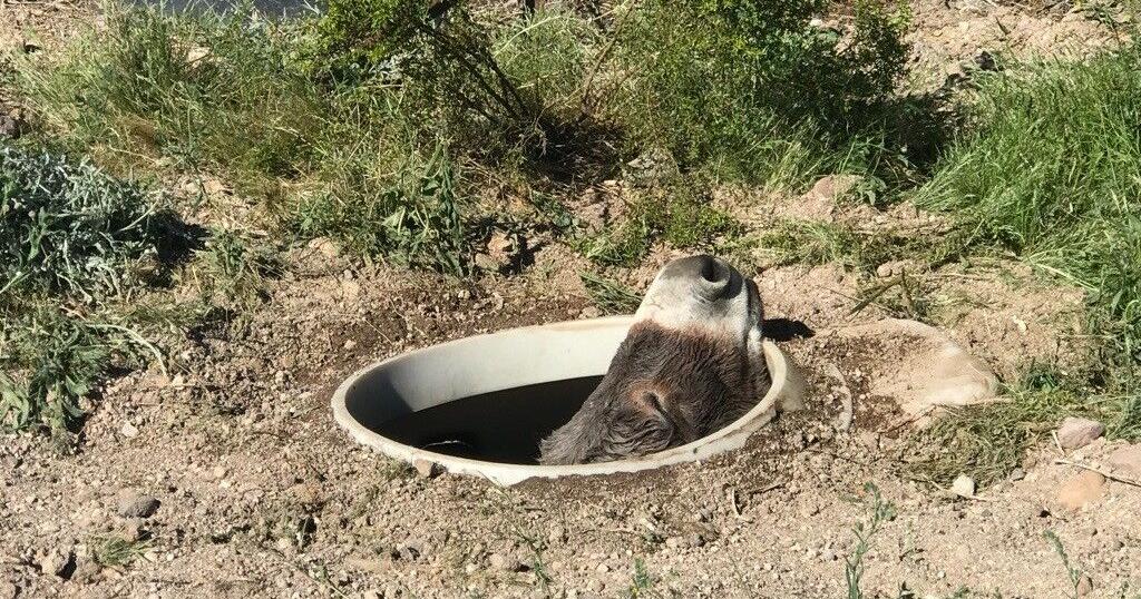 Golden Valley residents, BLM work together to save burro stuck in septic tank