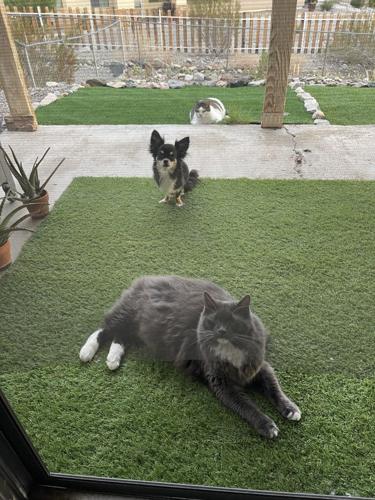 Furry Friday: Petey, Erica and Sweetie