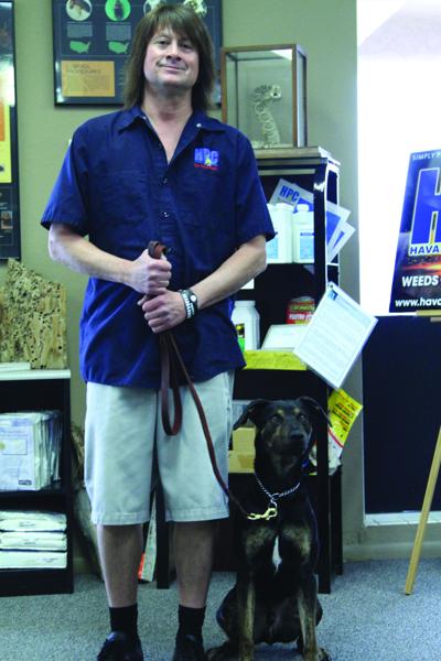 Havasu Pest Control dog finds bed bugs | Local News ...