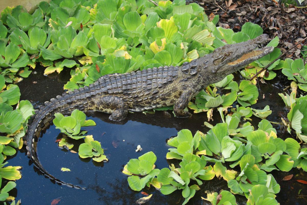 Killer Nile crocodiles in Florida? Experts say it's possible | Nation