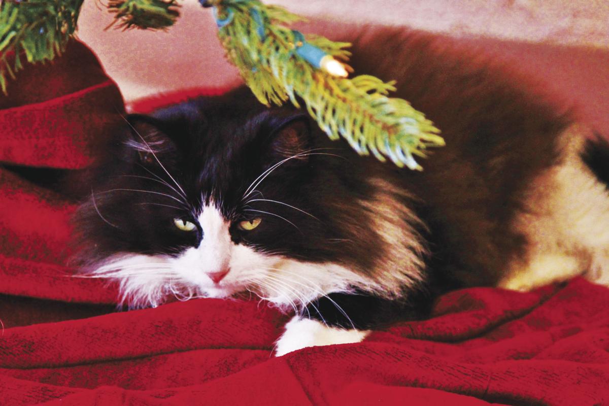 Western Arizona Humane Society Pushes Fostering Before Adoption