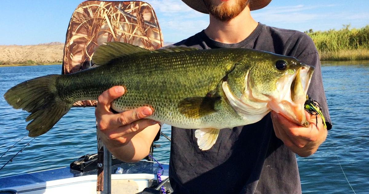 Monster Shellcracker Photos: Big fish caught in Lake Havasu | Local News Stories ...