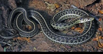 Environmentalist group sues over habitat for endangered snake found in Mohave County - Vimarsana News