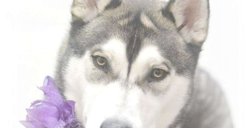 Adopt a pet from Western Arizona Humane Society (copy)