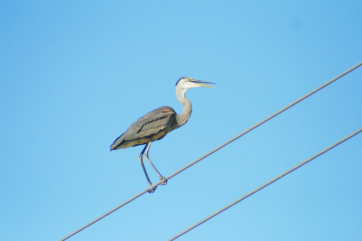 Great Blue Heron Poker Tournament Great Blue Heron Poker Tournament