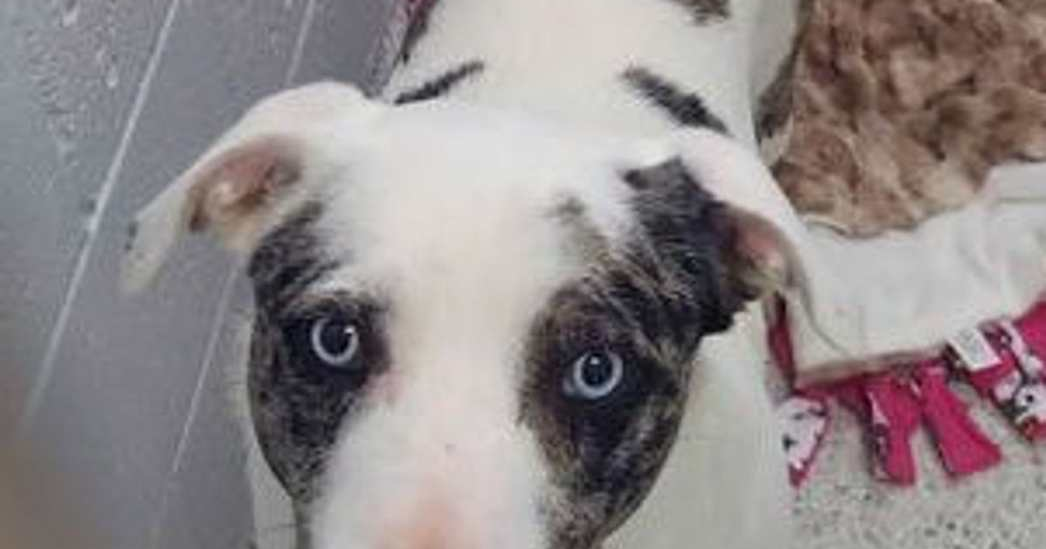 Adopsi hewan peliharaan dari Western Arizona Humane Society