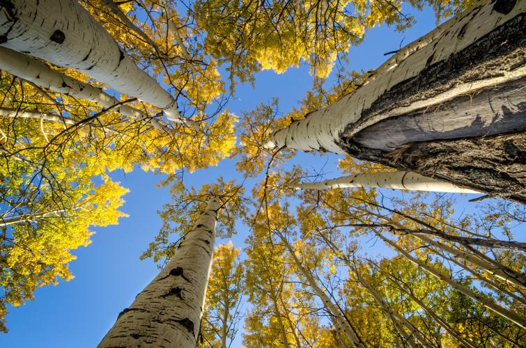 Arizona lands in top 20 for fall festivities, despite low rankings for ...