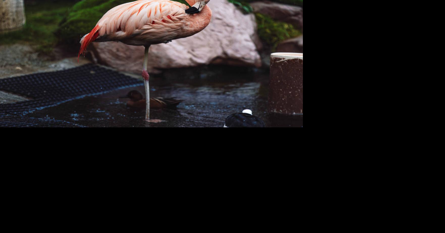 Tourist accused of bird-napping flamingo at iconic Las Vegas Strip ...