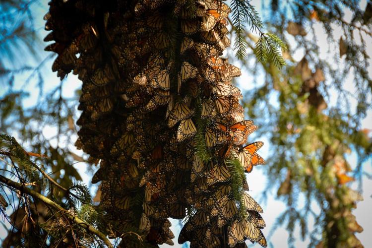 Monarch butterflies in Mexico