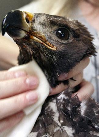 Lucky Baby Golden Eagle Survives Utah Wildfire Local News