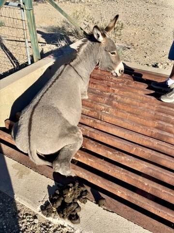 Burro trapped in cattle guard near I-40 rescued by Mohave County team ...