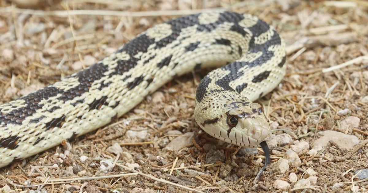 Nature Notes | Gopher snakes: Free rodent control | Lifestyle ...