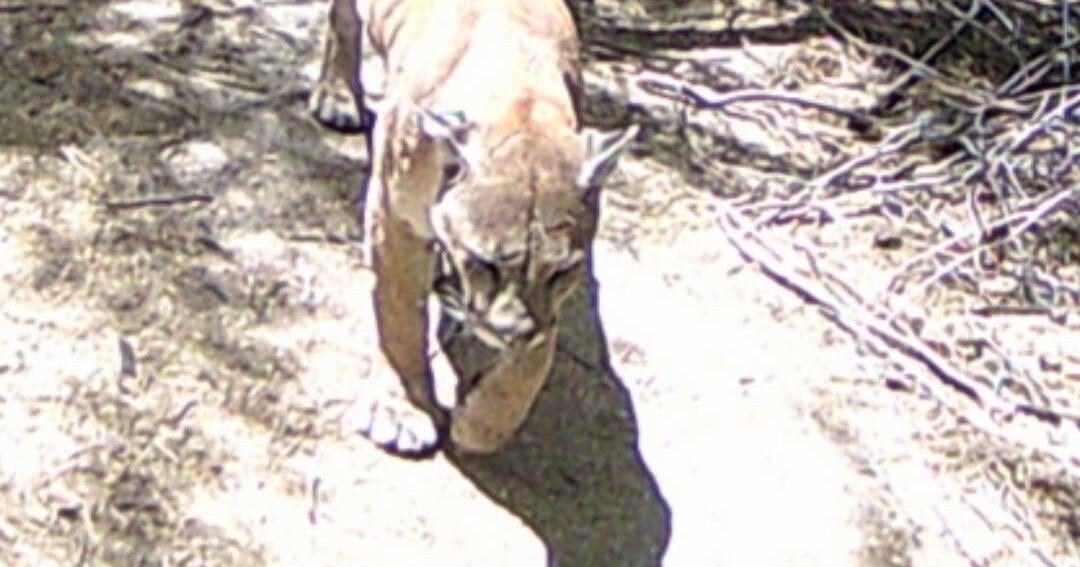 Read MoreDon’t feed the wildlife: Mountain lions spotted in Havasu Landing
