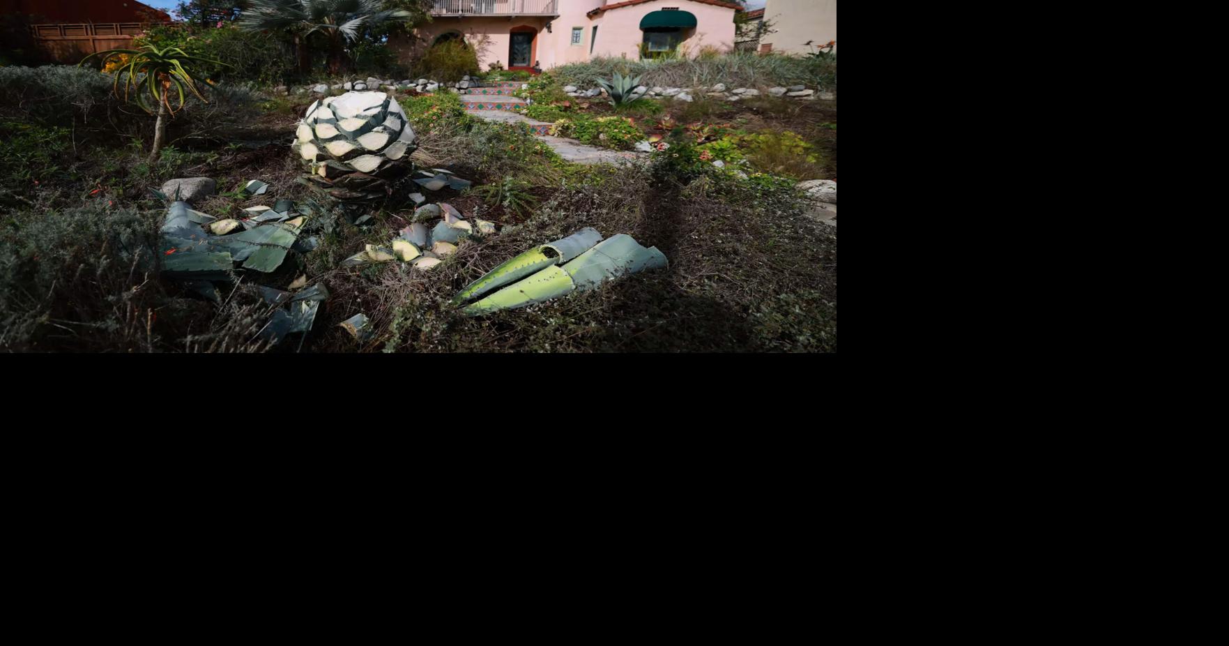 Southern California agave owners have been hacked. What are thieves ...