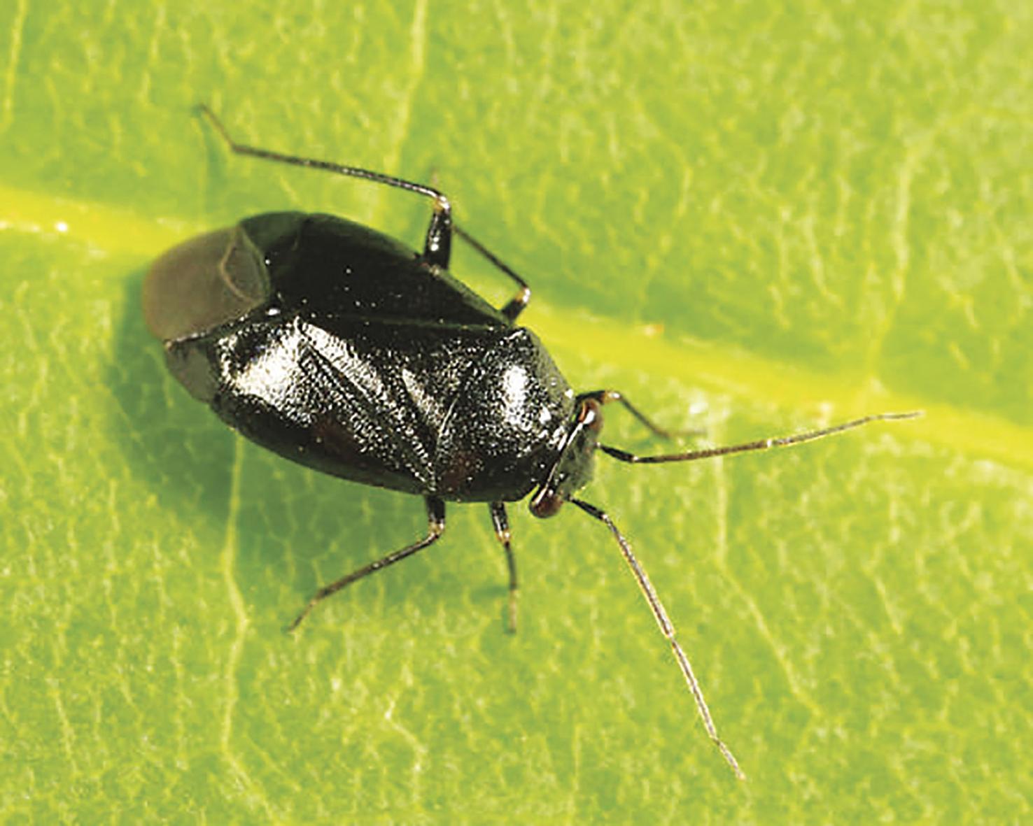 Relatively harmless black plant bug seen in large numbers should dwindle soon Local News