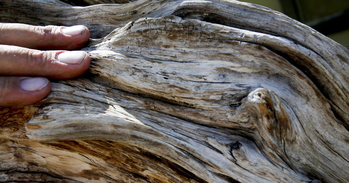 Artist salutes Prometheus, a 5,000-year-old bristlecone pine tree ...