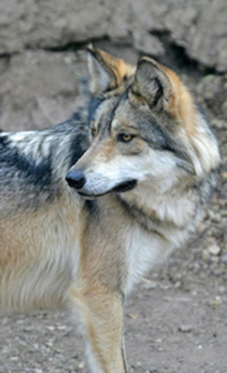 2 Mexican gray wolves die in Arizona counting operation | Local News ...