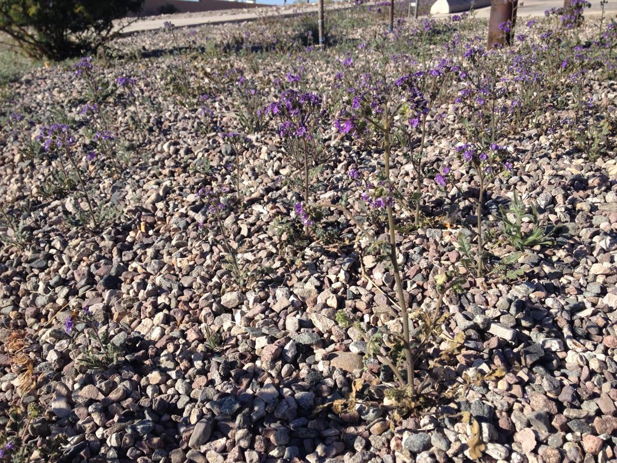 Weed or wildflower? How to tell Arizona's plants apart Lifestyle