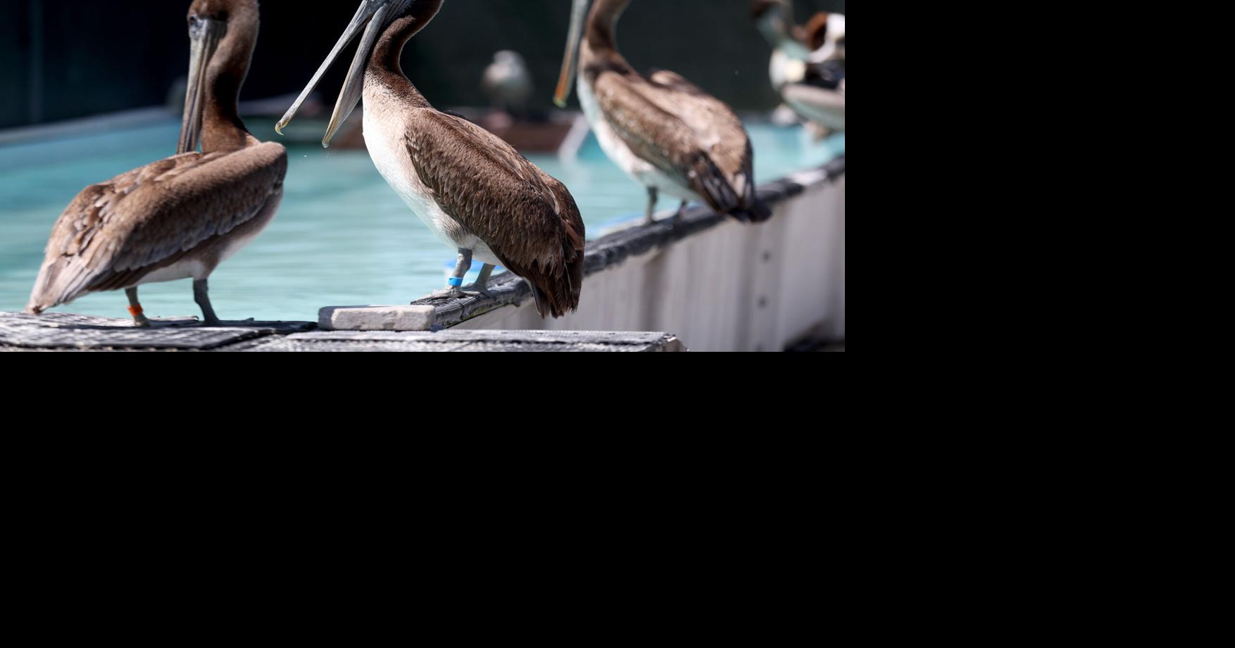 Record ocean heat off California coast echoes ‘Blob,’ killing seabirds and reshaping weather outlook