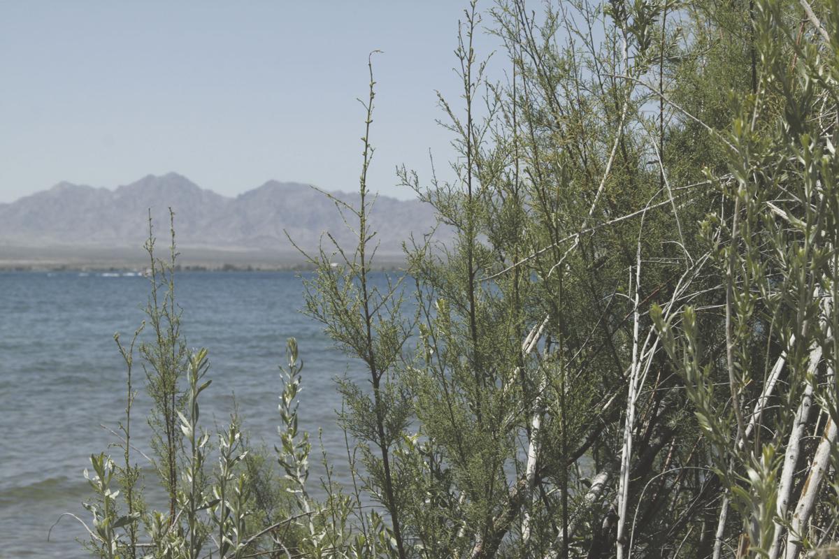 Beetles, lawmakers to combat Colorado River salt cedar ...