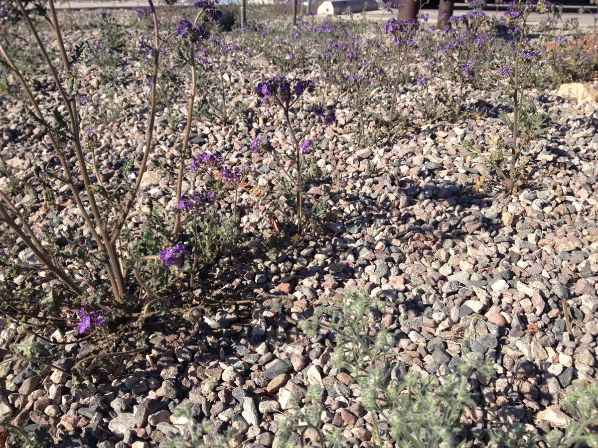 Weed or wildflower? How to tell Arizona's plants apart Lifestyle