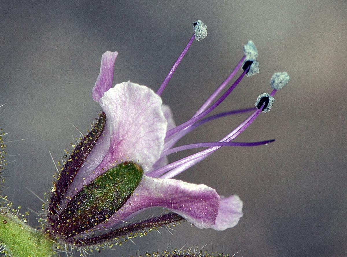 Reptiles, scorpion weed set for seasonal returns Local News Stories