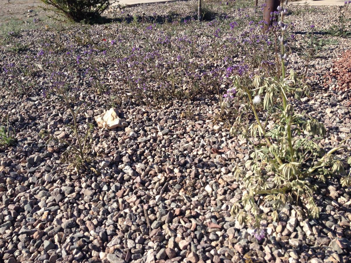 Weed or wildflower? How to tell Arizona's plants apart Lifestyle