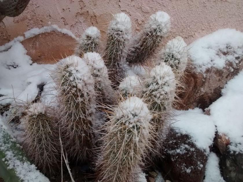 Snow-covered cacti is the popular photo of the day ...