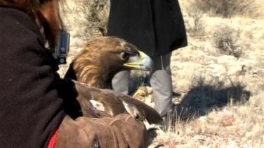 Injured Golden Eagle Nursed Back To Health And Released
