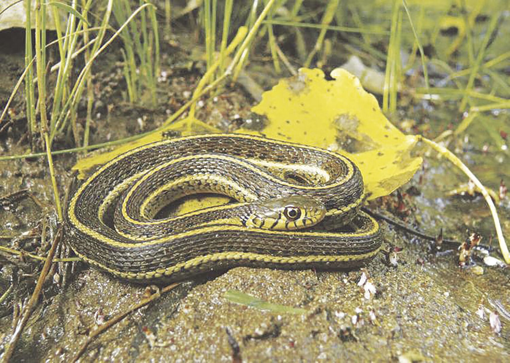 Feds Designate Habitat For Endangered Snake In Mohave And La Paz ...